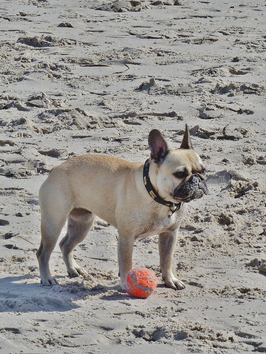 퍼그, 작은, 베이지 색, 바닷가, 모래, 작은 개, 귀여운, 개, 애완 동물, 무릎 개