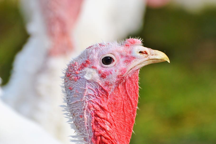 turkeys, birds, plumage, poultry, range, poultry farm, bald head, livestock, puter, breeding