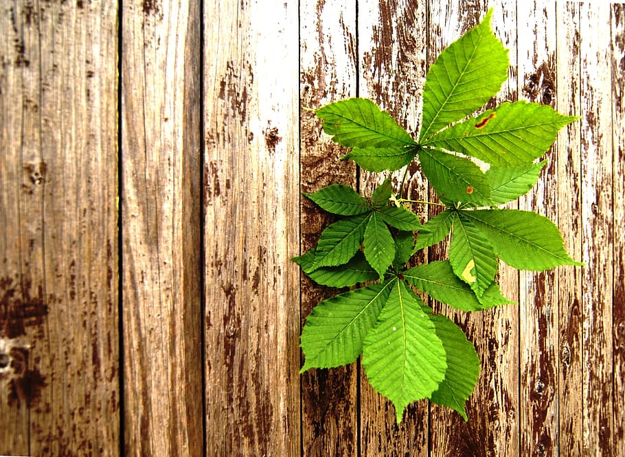 green leafed plant, wood, sheet, chestnut, still life, leaf, plant part, wood - material, green color, plant