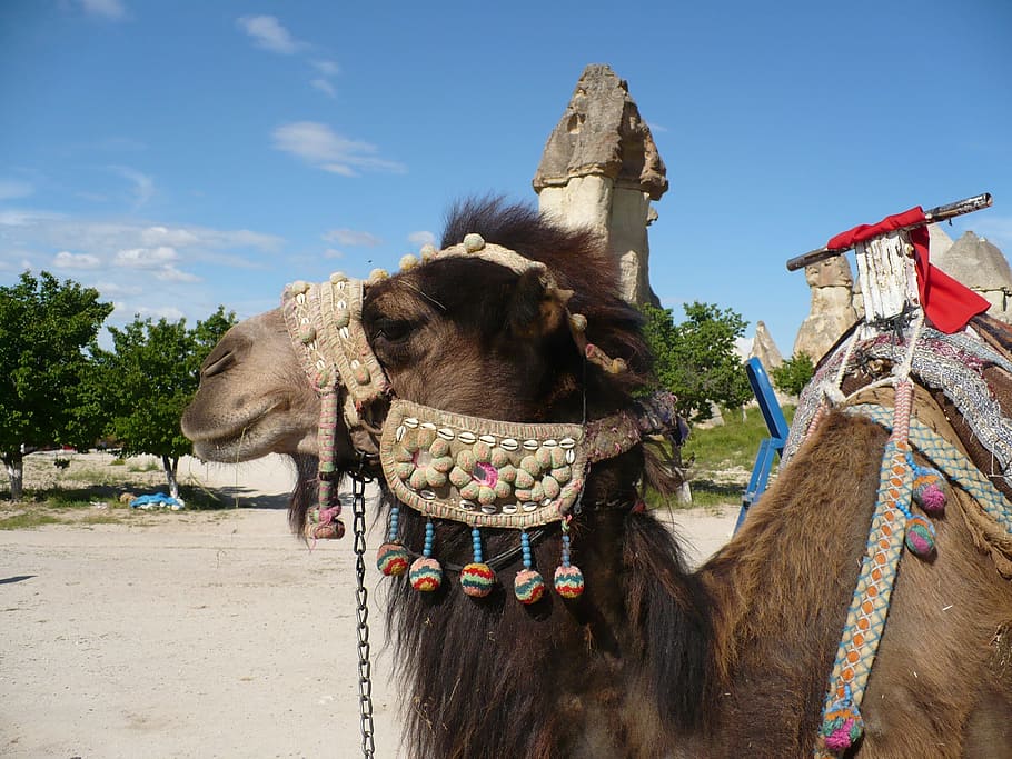 camel, turkey, cappadocia, east, mammal, animal, domestic animals, working animal, domestic, animal themes