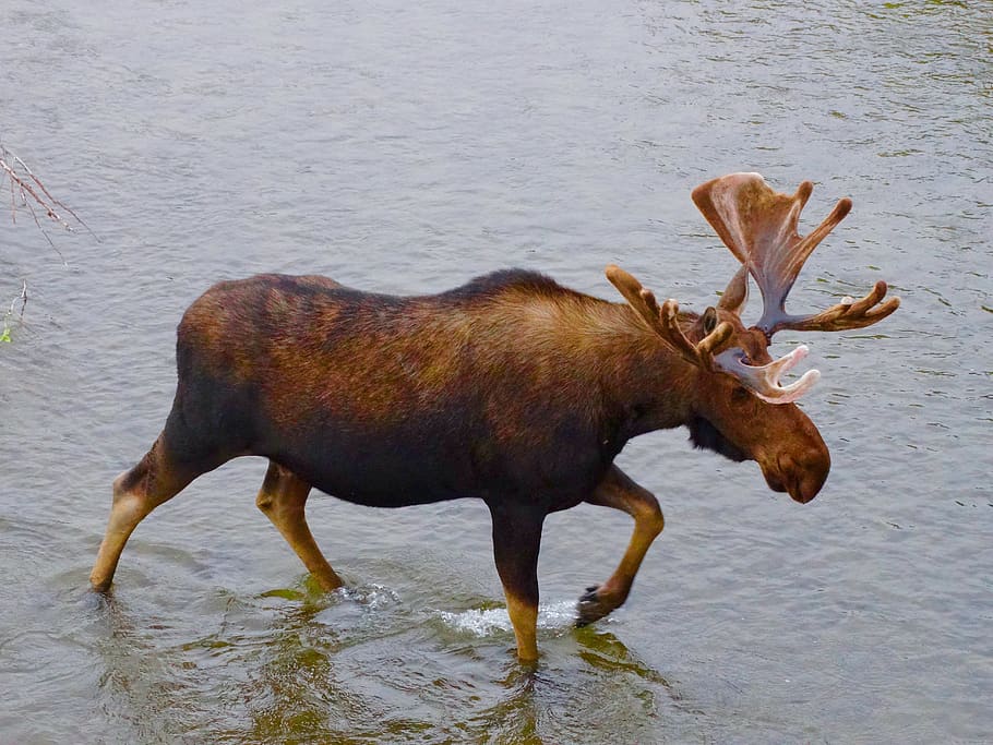 moose, wildlife, nature, animal, male, antler, bull, brown, one animal, animal themes