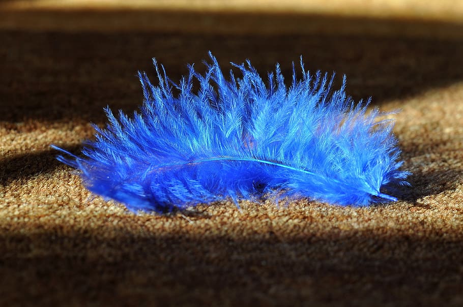 feather, blue, animal springs, bird feather, airy, slightly, tender, carpet, light and shadow, close