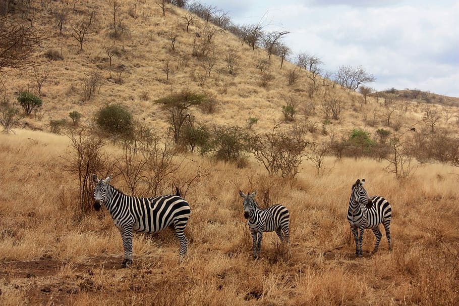 Zebra, Animal, Família, Selvagem, Mamífero, Safari, África, Viagem, Quênia, Aventura