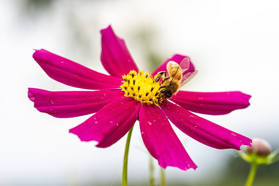 bee, cosmos, flowers, nature, plants, insects, autumn, garden, macro, flower garden