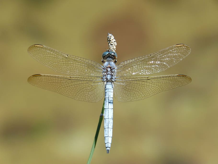 blue dragonfly, stem, wetland, orthetrum cancellatum, dragonfly, river, animal wing, insect, invertebrate, animal wildlife