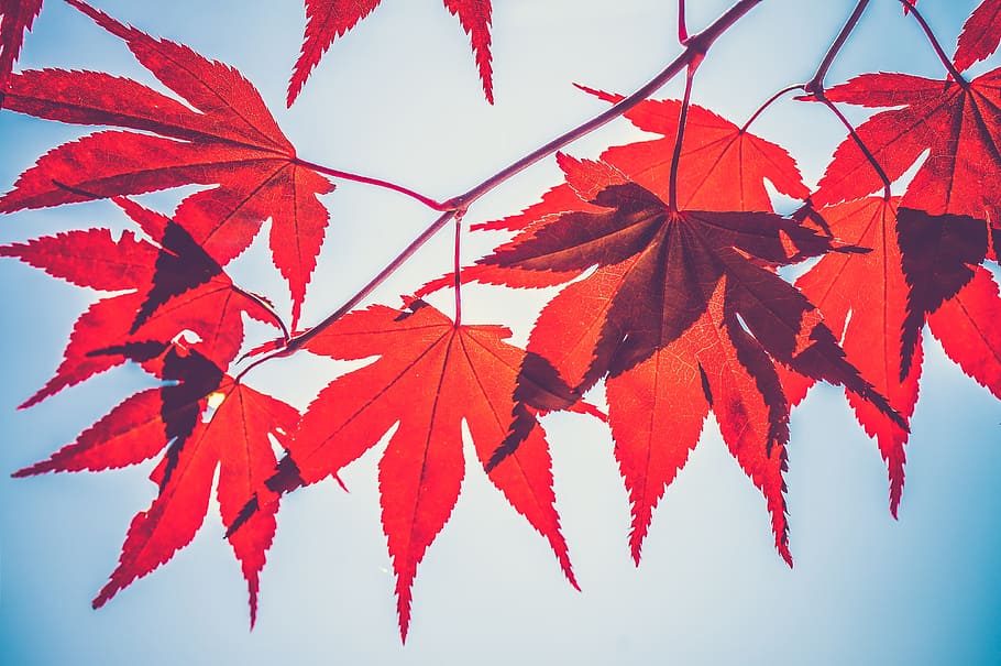 fotografía de ángulo bajo, rojo, hojeado, planta, hojas de otoño, hermoso, primer plano, hojas, hojas de arce, tallo