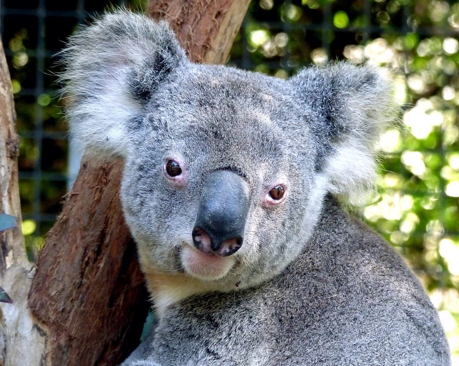koala, tronco de árbol, oso, lindo, retrato, gris, ojos azules, único, australiano, arbóreo