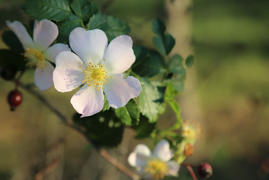foto de close-up, branca, 5 pétalas, flor de 5 pétalas, rosa mosqueta, flor, flores, planta, frescura, fragilidade