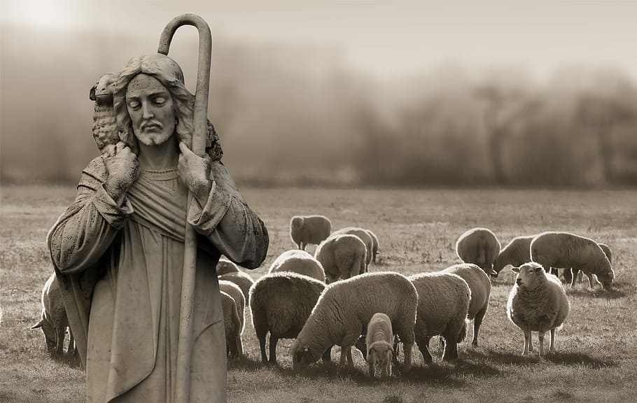 foto en escala de grises, religioso, hombre, religión, fe, pastor, schäfer, ovejas, cristo, jesús