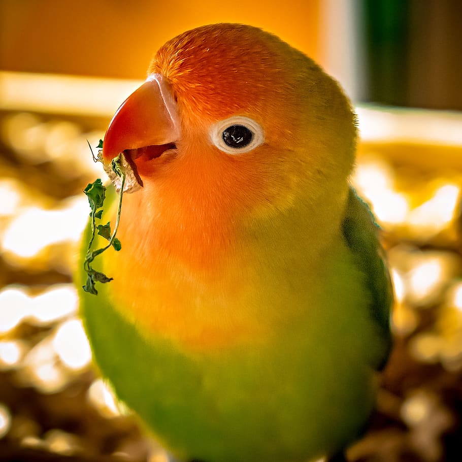 lovebirds, parrot, feather, plumage, animal world, bill, nature, colorful, exotic, color