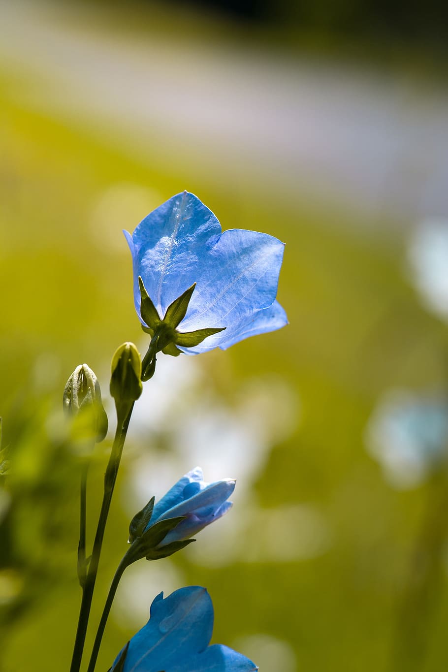 selektif, foto fokus, biru, bunga petaled, bunga, bellflower, bunga biru, taman, taman bunga, di taman