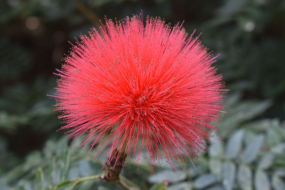 Pink, Peach, Fuzzy, Flower, Plant, Kauai, nature, close-up, summer, botany