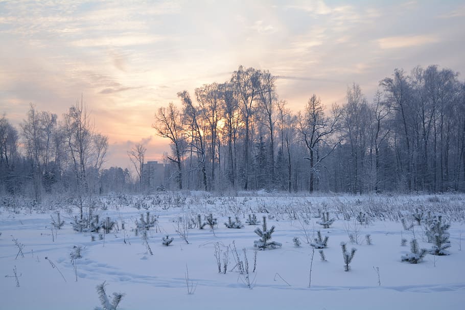 winter, nature, landscape, russia, snow, sunset, trees, cold temperature, tree, beauty in nature