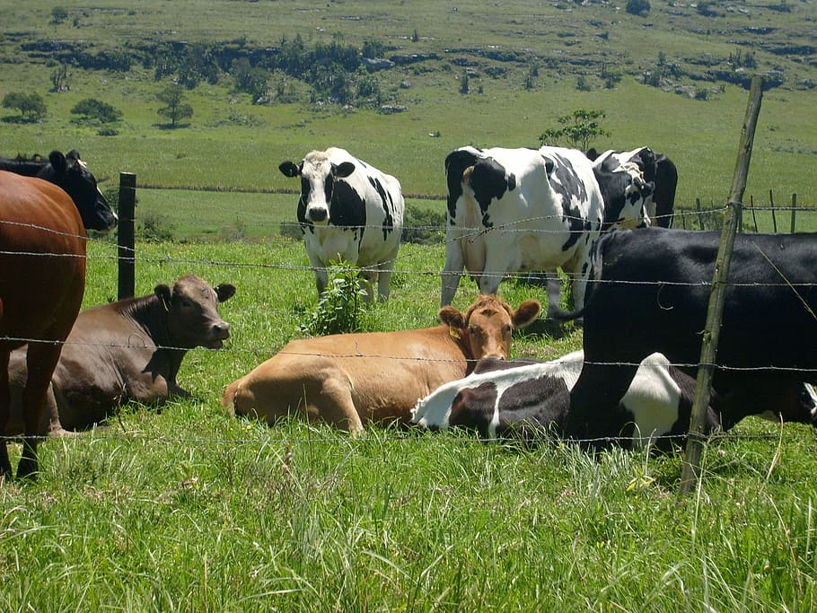 vacas, rebanho, beira da estrada, pastoreio, natureza, agricultura, áfrica, grupo de animais, doméstico, animais domésticos