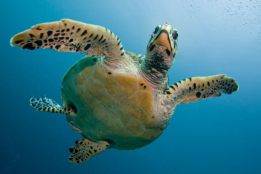green, black, swimming, turtle, tortoise, sea, immersion, deep, maldivi, underwater