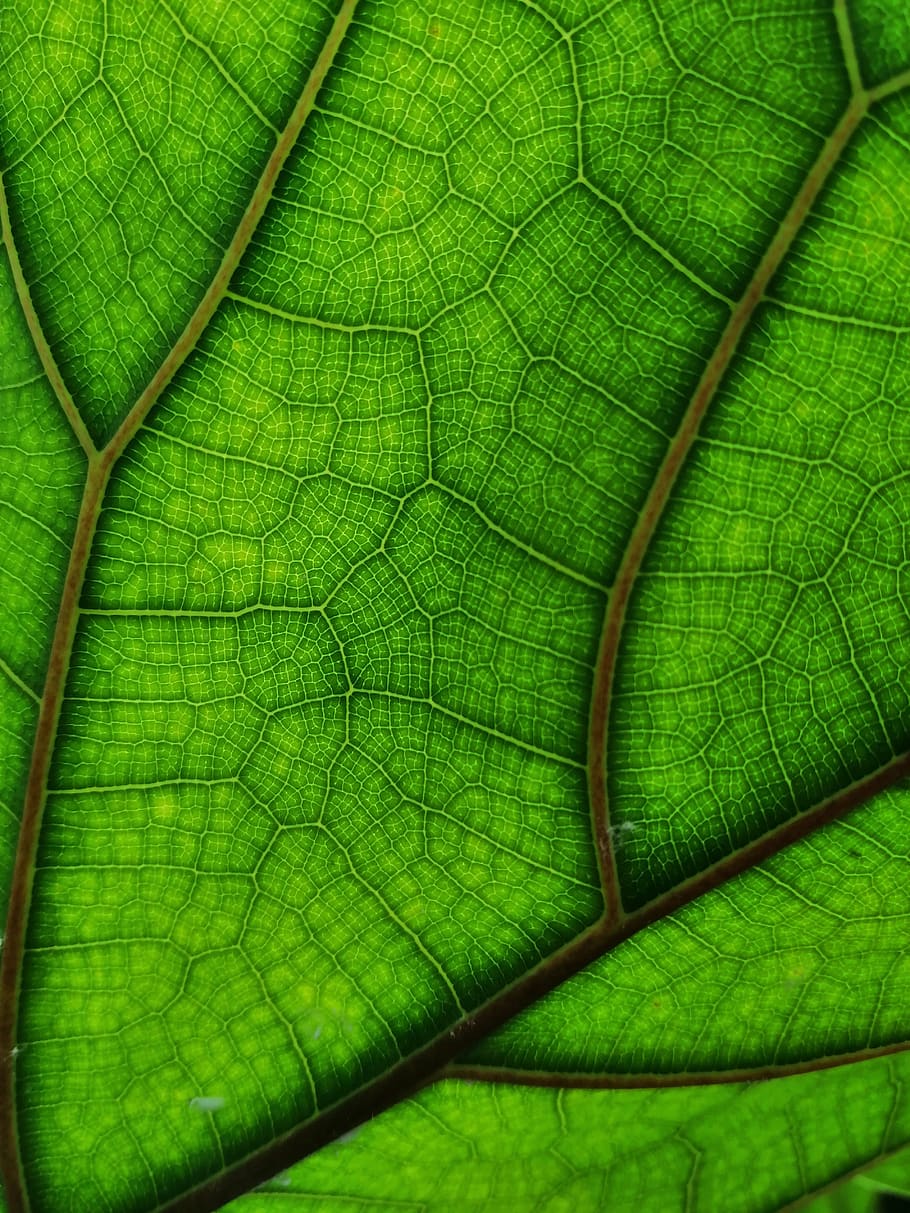 hoja, estructura, naturaleza, verde, hojas, biología, venas de las hojas, fotograma completo, color verde, primer plano