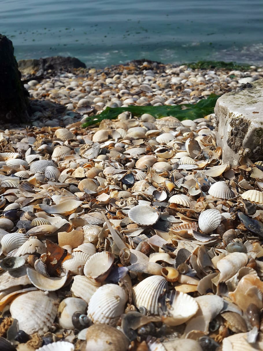 sea ​​shell, turkey, izmir, marine, peace, horizon, landscape, ege, beach, sea