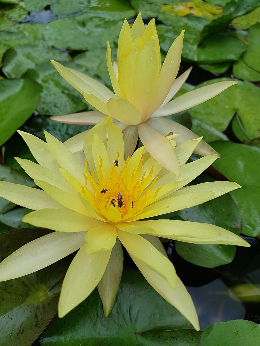 lotus, lily, flower, flowering plant, beauty in nature, plant, fragility, vulnerability, freshness, growth