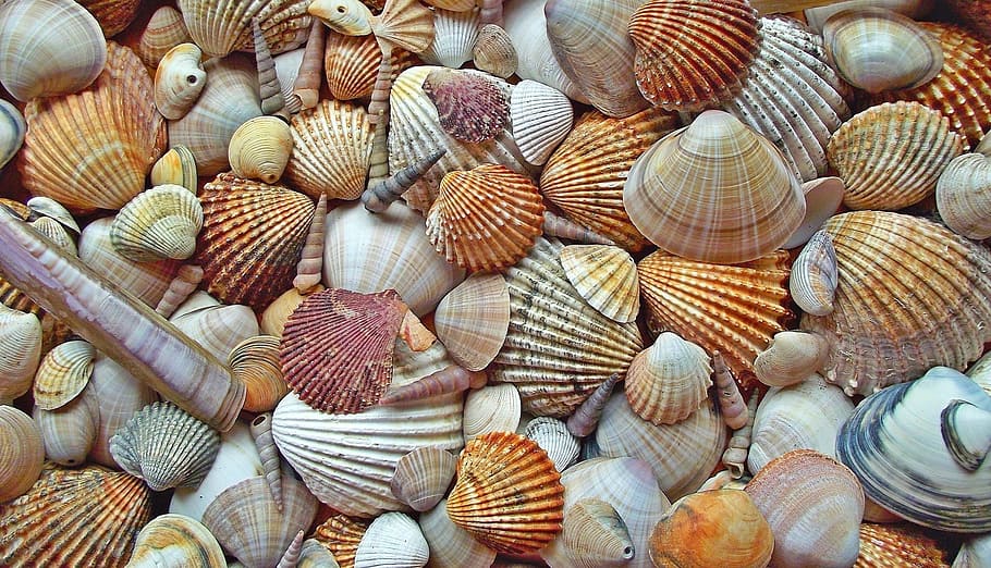 conchas de colores variados, conchas, crustáceos, vieiras, marinas, naturaleza, verano, muchas conchas, gran grupo de objetos, marco completo