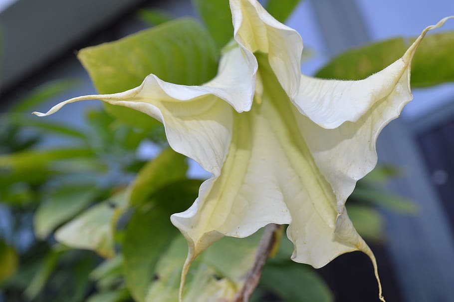 flower, plant, angel trumpet, blossom, bloom, flowering plant, growth, close-up, beauty in nature, petal