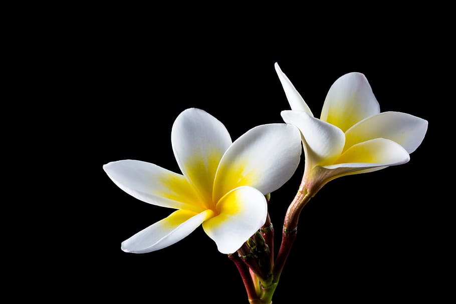 two, white-and-yellow plumeria flowers, blossom, bloom, flower, frangipani, plumeria, white, frangipandi, flor de cebo