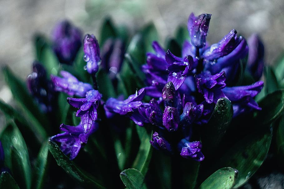 closeup, purple, hyacinth flowers, water droplets, nature, flowers, violet, plants, leaves, green