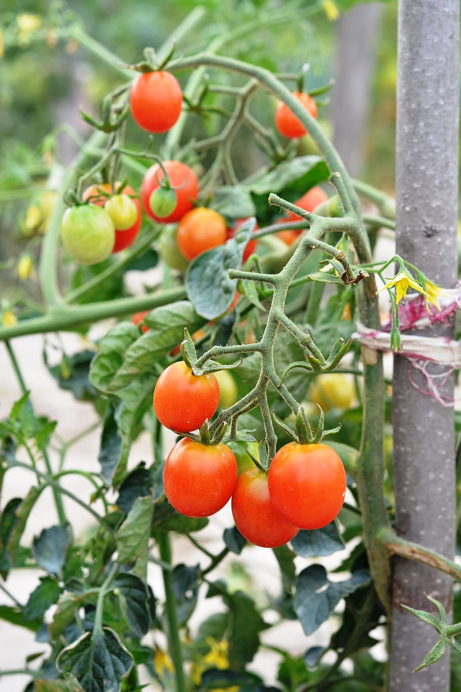tomat, tomat ceri, sayuran, makan, sayur, tanaman, merah, tomat merah, semak, Taman