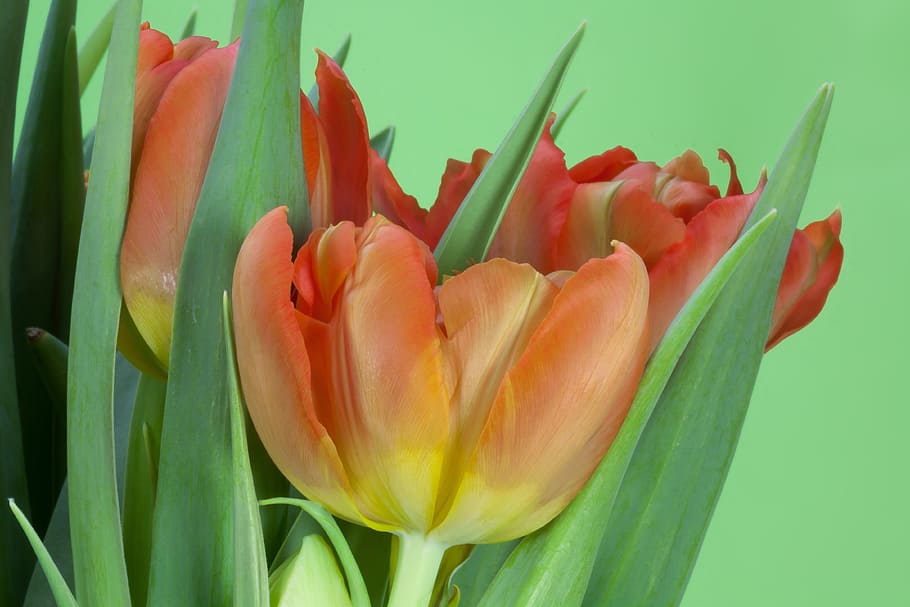 tulip, buket, musim semi, alam, bunga, schnittblume, mekar, tanaman, flora, bracts bunga