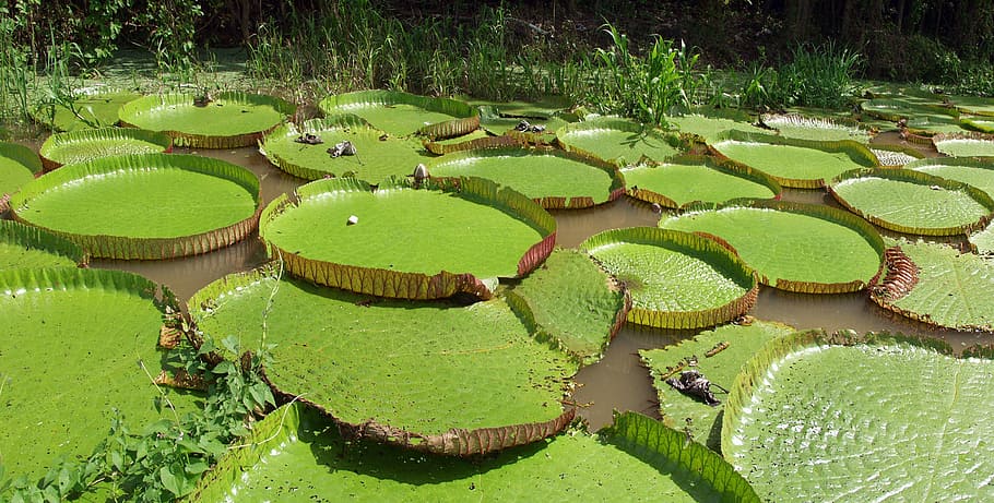 water lilies, giant, amazonia, victoria, waterlily, float, large, round, amazonica, leaf