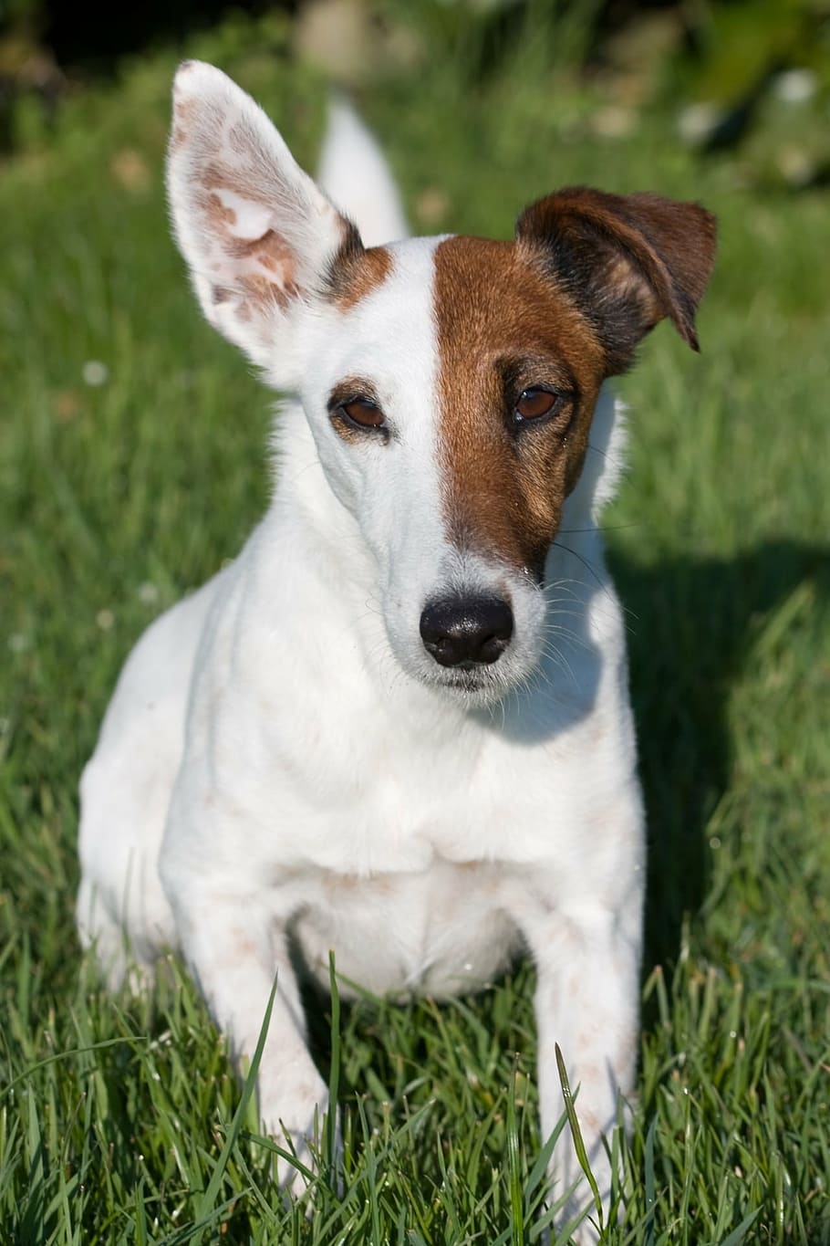 closeup, adult, white, brown, jack, russel terrier, green, grass, fox terrier, smooth fox terrier