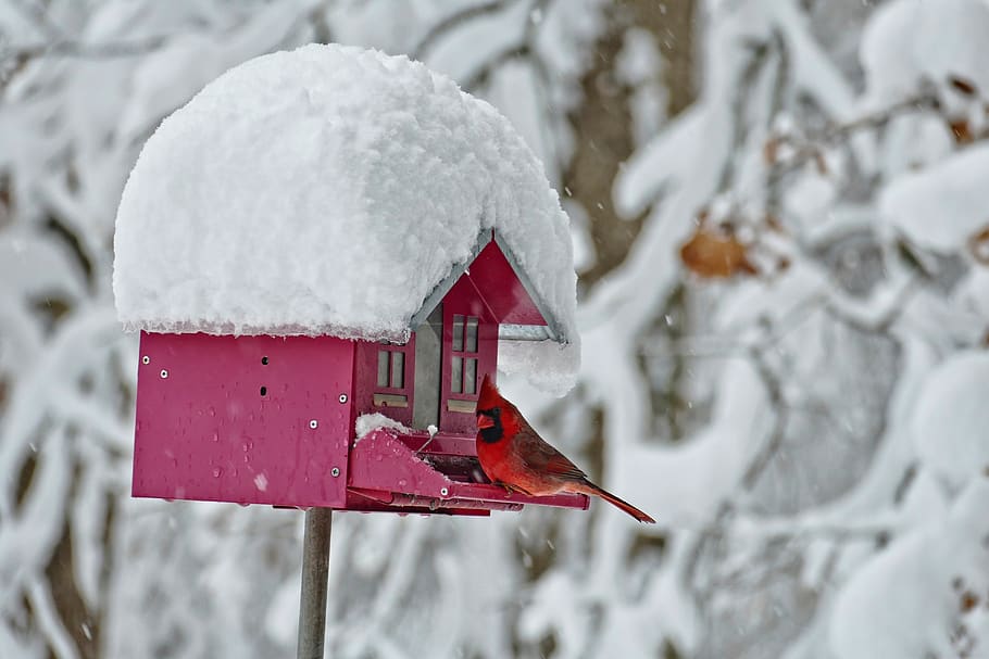 winter, bird feeder, cardinal, nature, snow, red, cold temperature, tree, frozen, focus on foreground