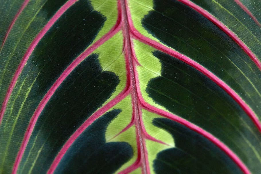 macro, folha, padrão, textura, plano de fundo, close-up, natureza, verde, veia, detalhes