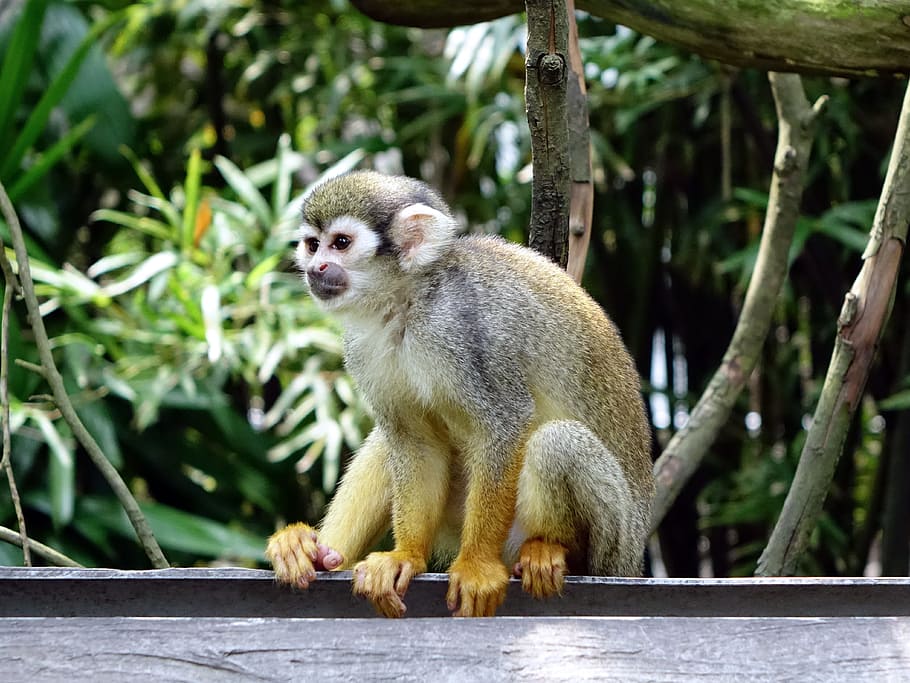 squirrel monkey, monkey, climb, feeding, zoo, nature, wildlife, primate, fur, tiny