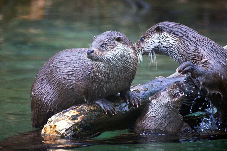 two, otters, branch, day, Otter, Animals, Nature, mammal, two animals, animal wildlife