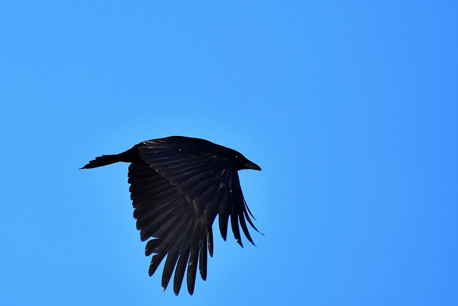 black, bird, flying, blue, sky, raven, crow, raven bird, feather, bill