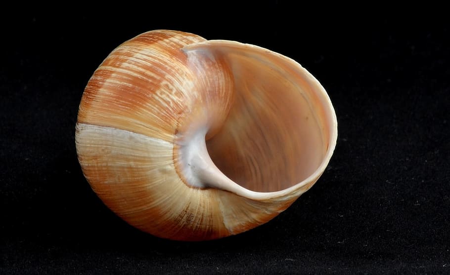 Snail Shell, Snail, Shell, Empty, Slow, snail, shell, spiral, macro, invertebrate, gastropod