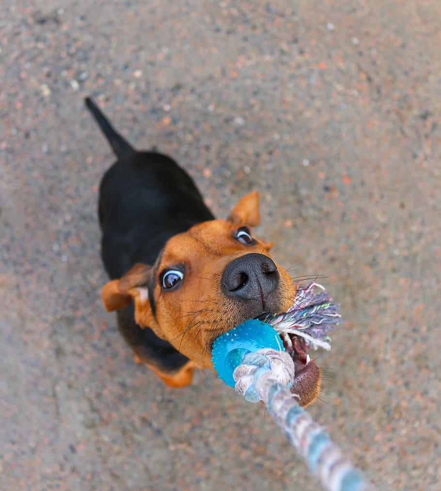 dog, pulling, rope close-up photo, puppy, hound, schillerstövare, tug of war, busa, play, animals