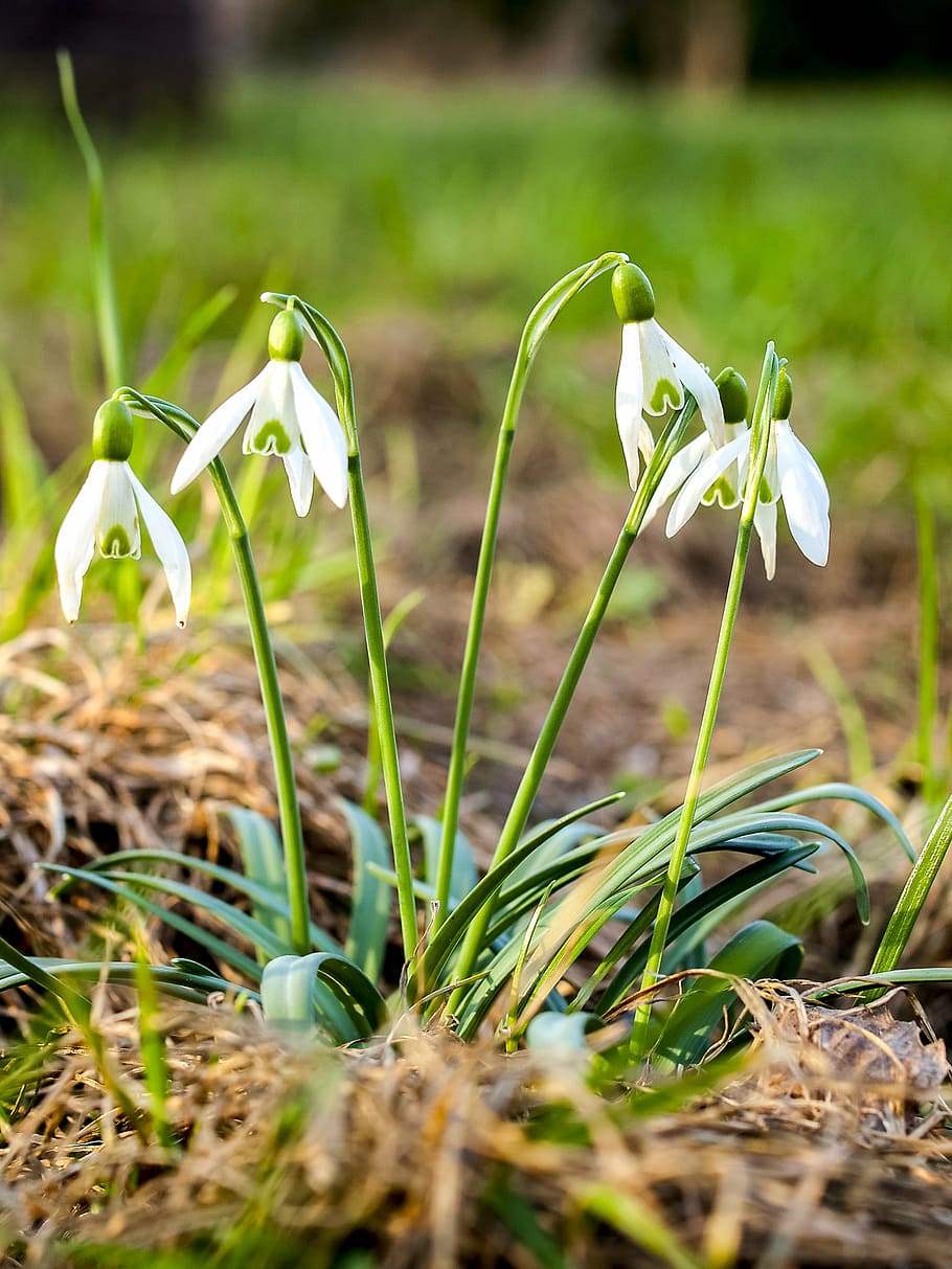 snowdrop, flower, blossom, bloom, plant, nature, growth, fragility, vulnerability, beauty in nature
