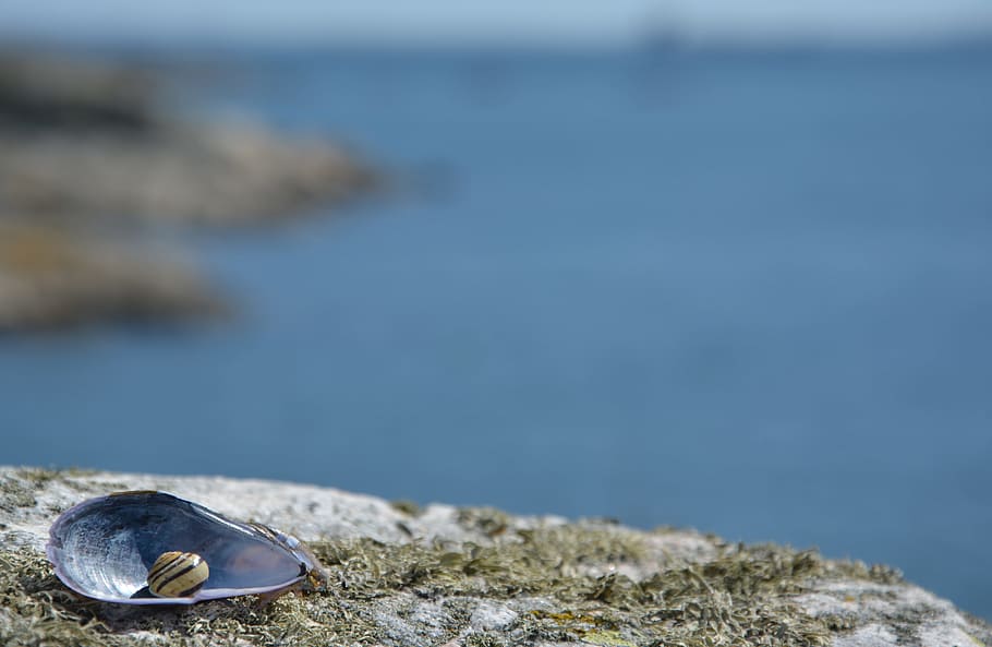 close-up photo, seashell, background, sea shells, short, greeting, thanks, hi, nice summer, sea