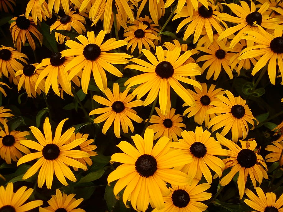 topi matahari, bunga, kuning, hitam, rudbeckia fulgida, sonnenhut biasa, bersinar coneflower, tanaman berbunga, coneflower, daun bunga