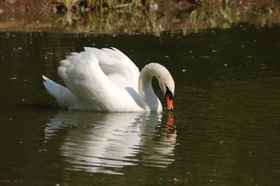 white swan, swan, elegant, plumage, birds, ala, swans, animals in the wild, water, bird