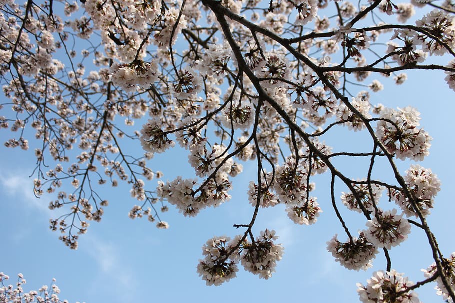 flor de cerejeira, natureza, rosa, sakura natureza rosa primavera, árvore, planta, visão de baixo ângulo, ramo, céu, flor