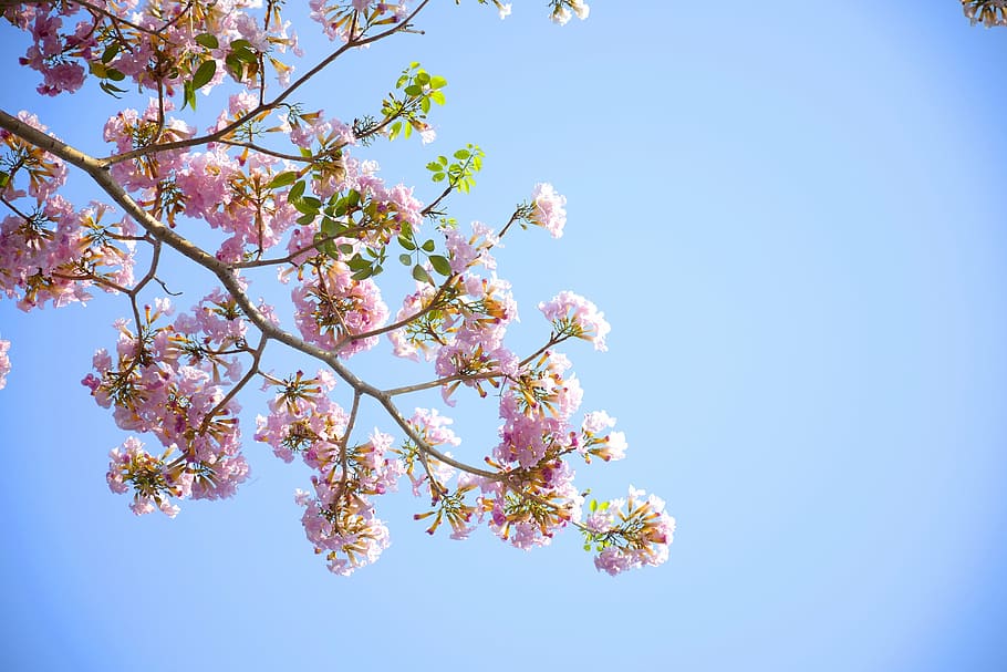 photography, pink, flower, petaled, flowers, nature, blossoms, spring, summer, branches