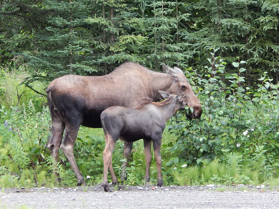 Moose, Outdoors, Wildlife, Nature, alaska, wild, animal wildlife, animals in the wild, animal, one animal