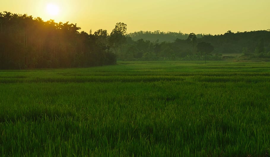 grass field, dawn, paddy field, sunlight, sagar, india, rice, paddy, agriculture, landscape