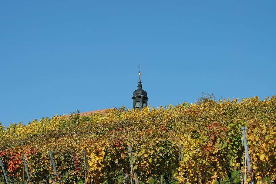 capilla, viñedo, aguja, región vinícola, otoño, francos suizos, cielo, planta, arquitectura, cielo despejado