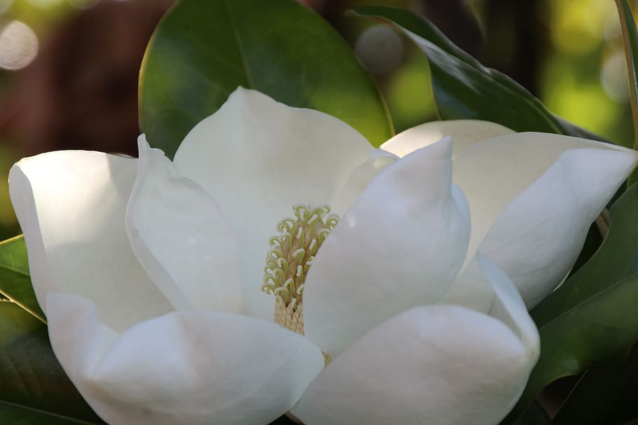 Magnolia, White, magnoliengewaechs, flowers, growth, white color, plant, close-up, nature, flower