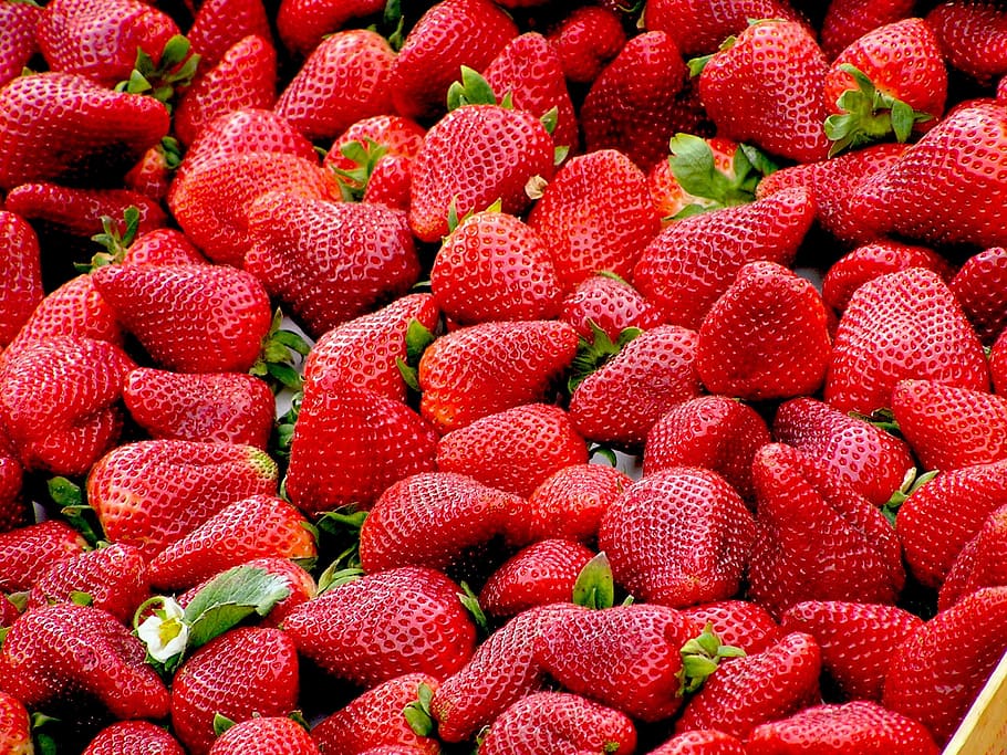ripe strawberry lot, strawberries, red, fruit, healthy eating, berry fruit, food and drink, strawberry, abundance, large group of objects