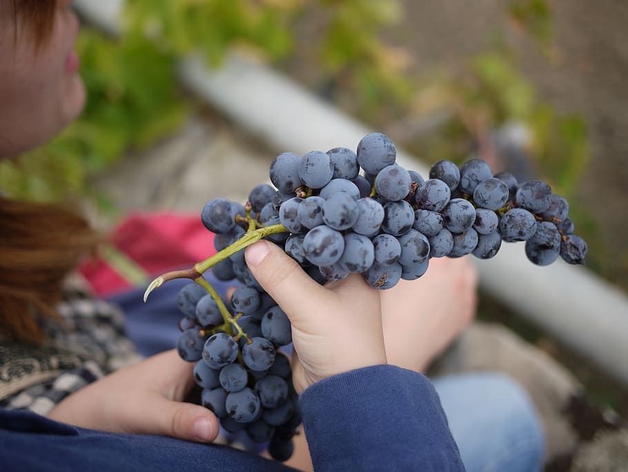 uvas, sicilia, vino, vinificación, fruta, comida y bebida, comida, alimentación saludable, baya, personas reales
