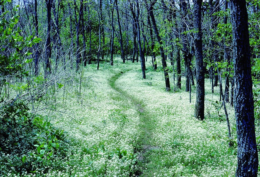 black, trees, green, grasses, forest, path, appalachian trail, shenandoah national park, virginia, usa